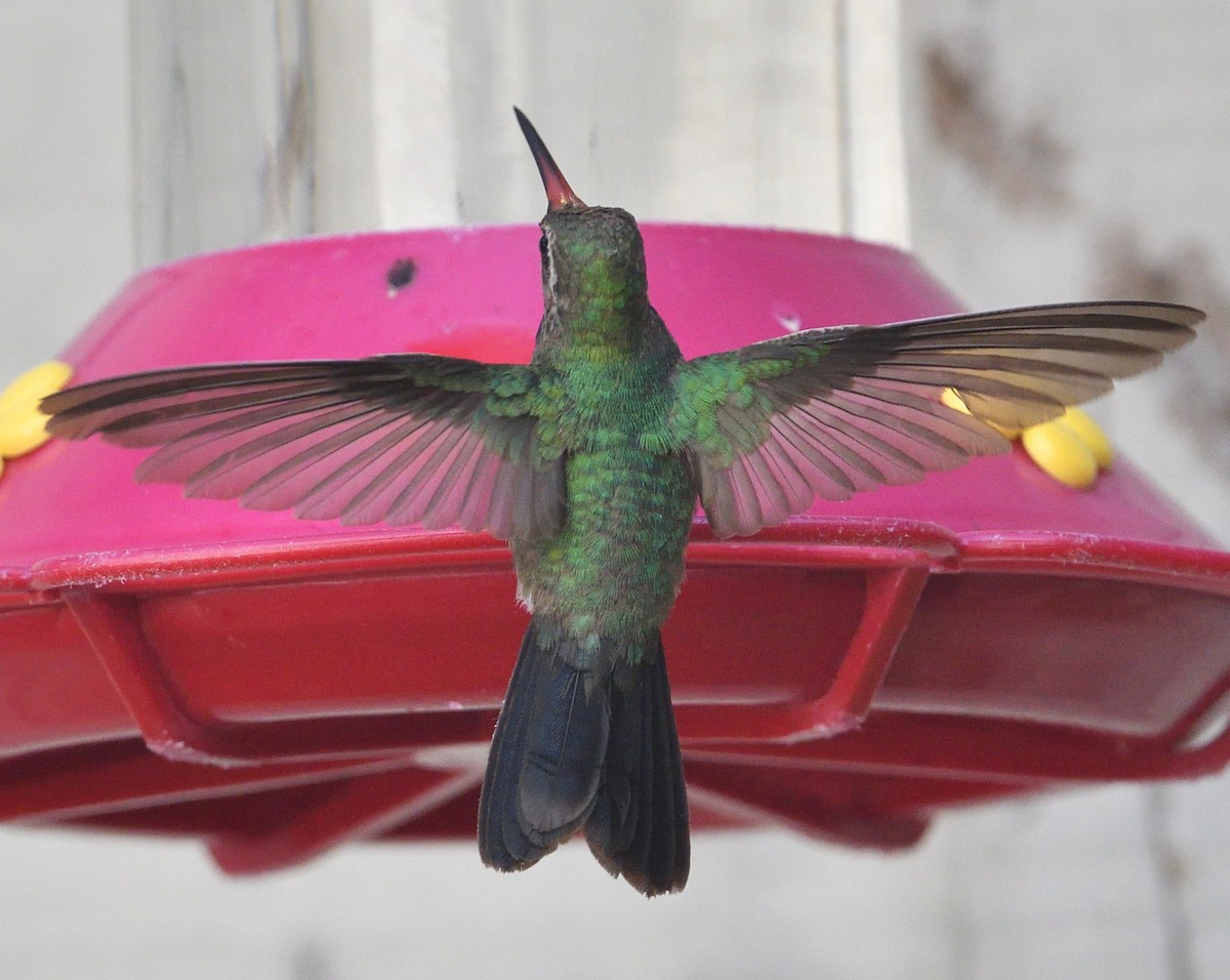 Broad-billed Hummingbird - Emilie Strauss