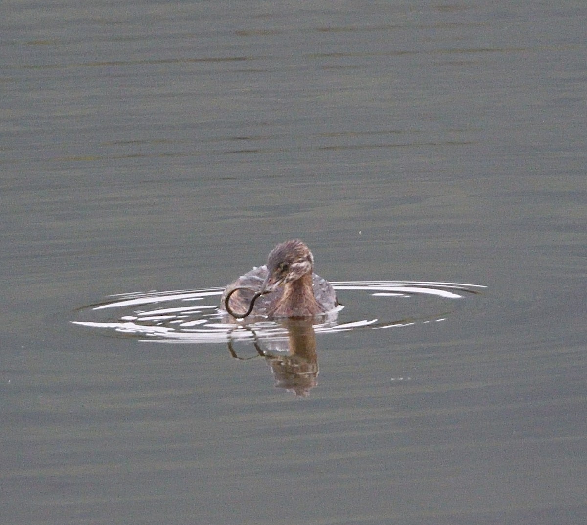 Pied-billed Grebe - ML611029485