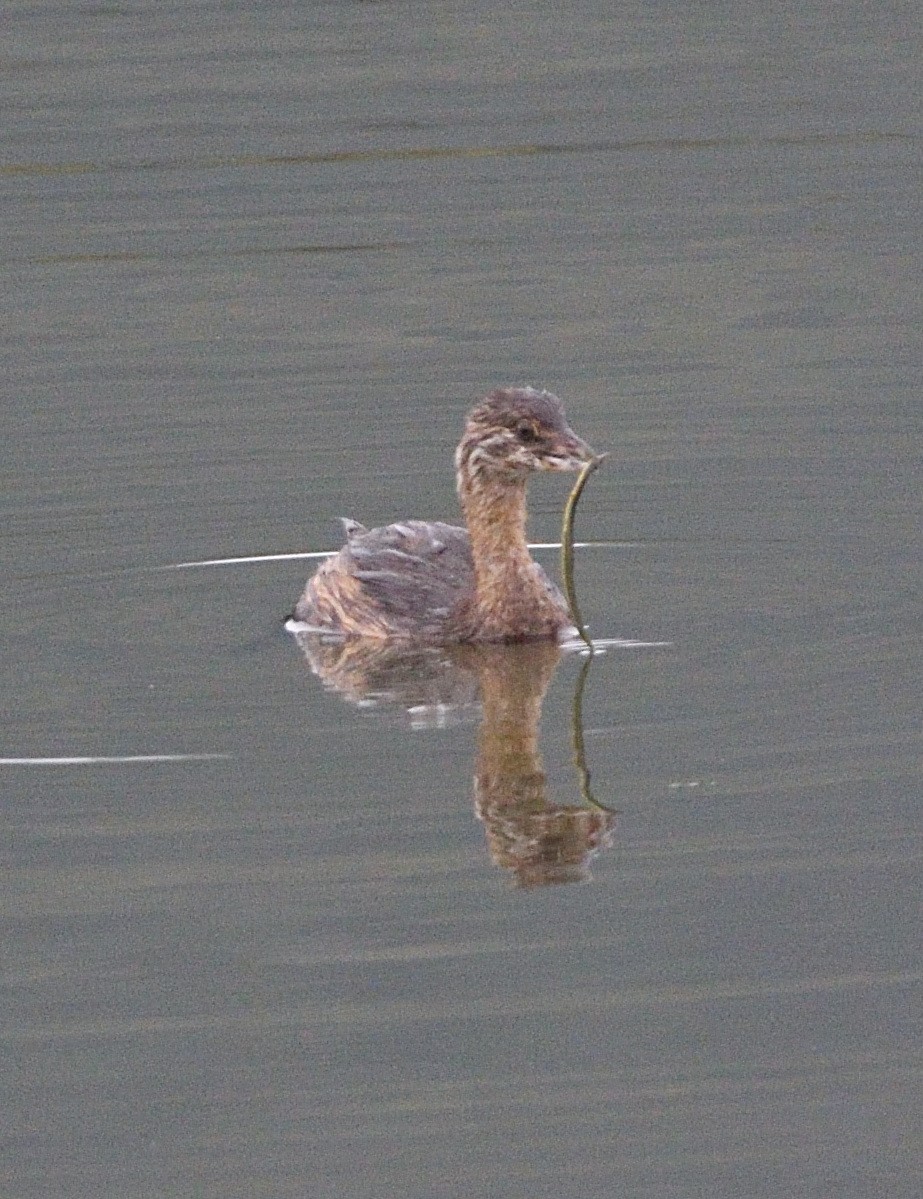 Pied-billed Grebe - ML611029489