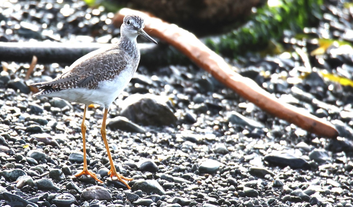 Greater Yellowlegs - ML611029519