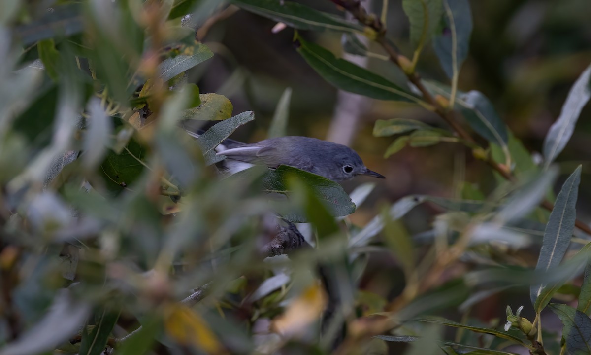 Blue-gray Gnatcatcher (obscura Group) - ML611029531