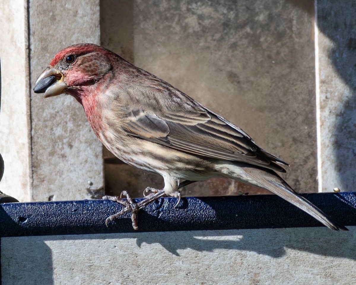 House Finch - ML611029615