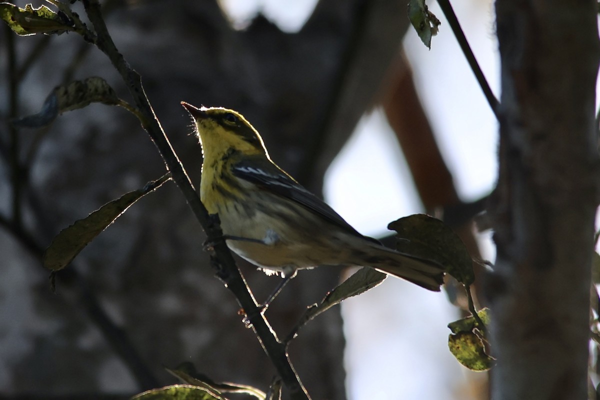 Townsend's Warbler - ML611029834