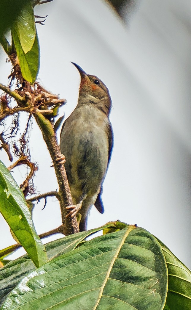 Mielero Escarlata - ML611030012