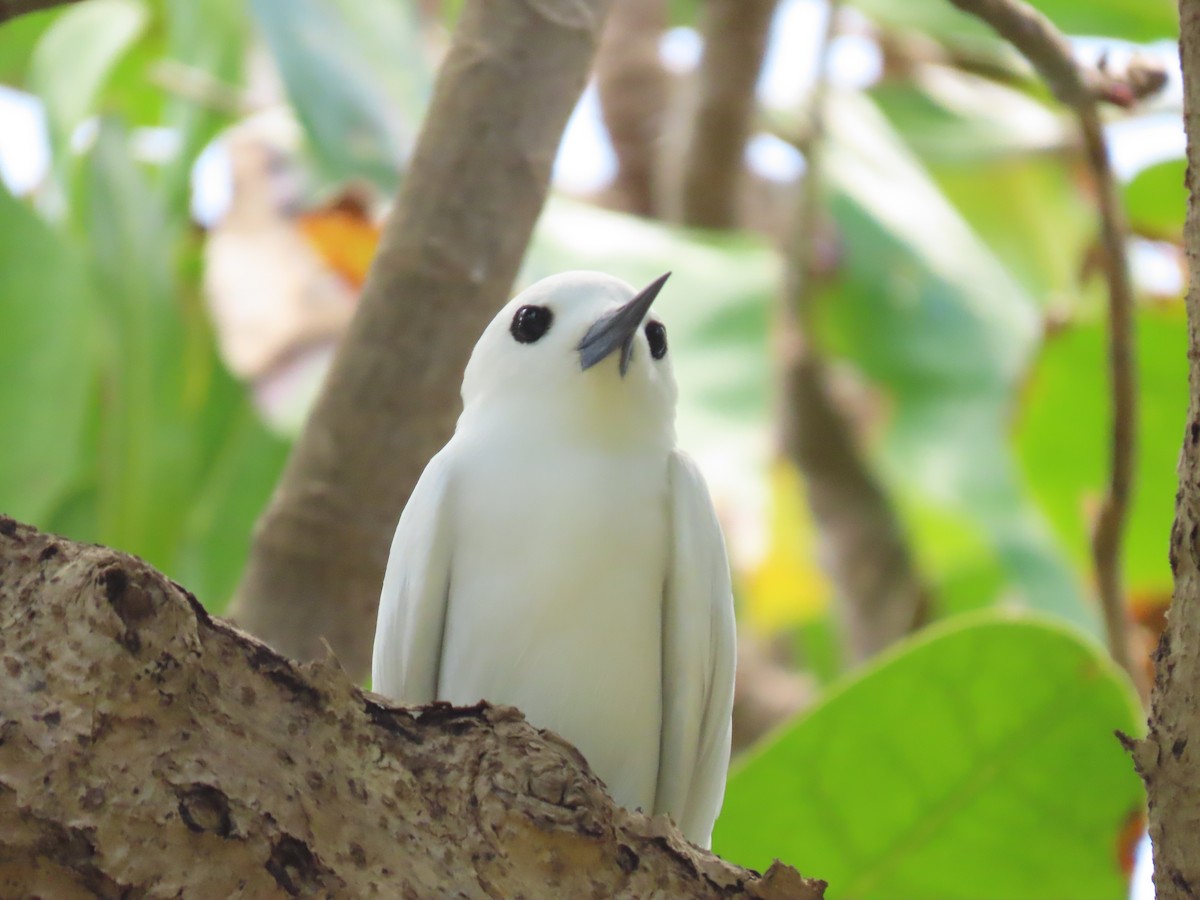 White Tern - ML611030057