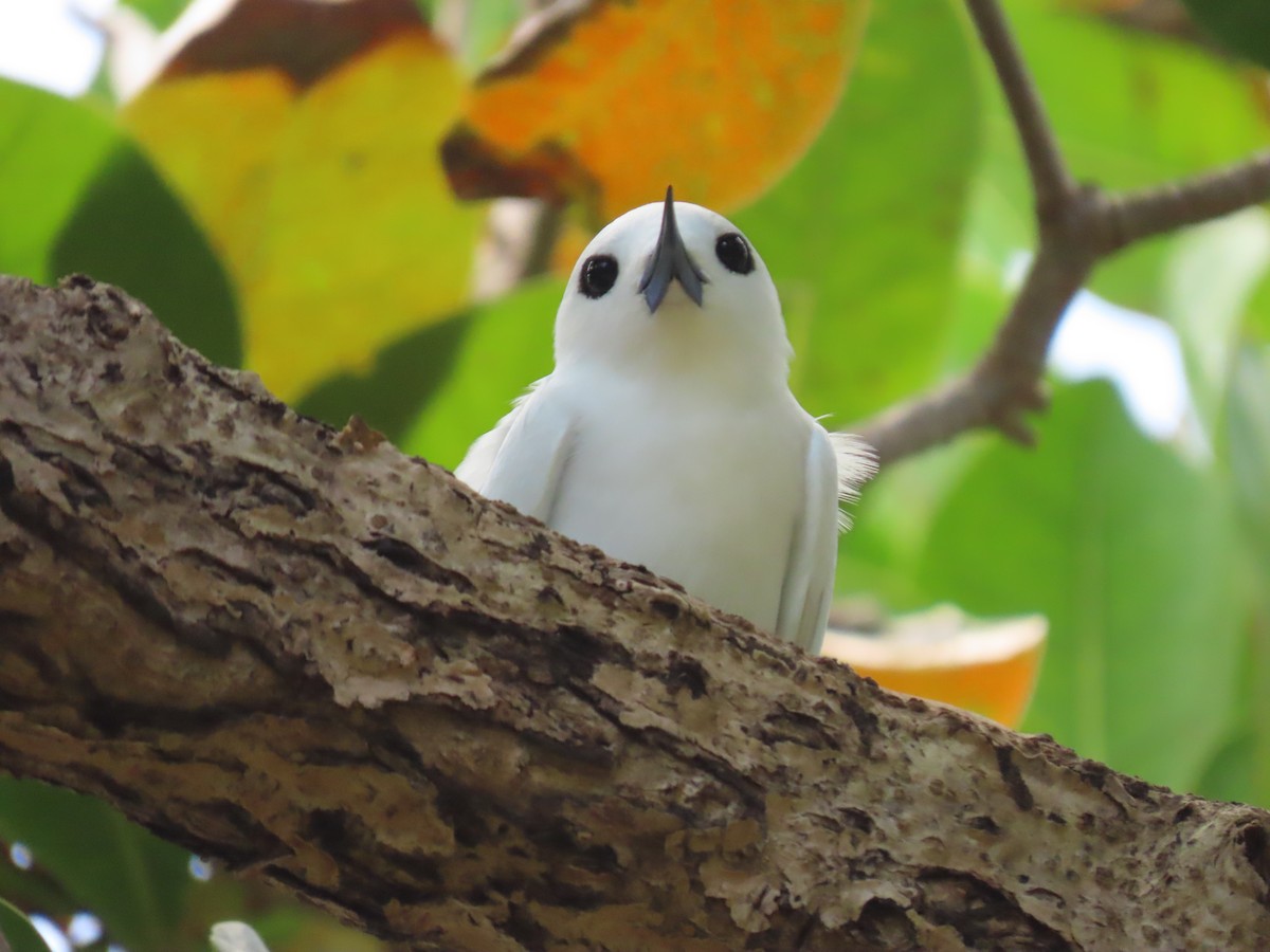 White Tern - ML611030058