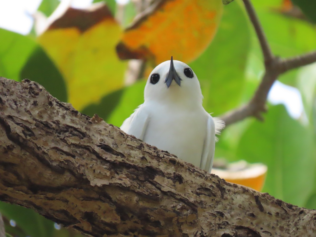 White Tern - ML611030059