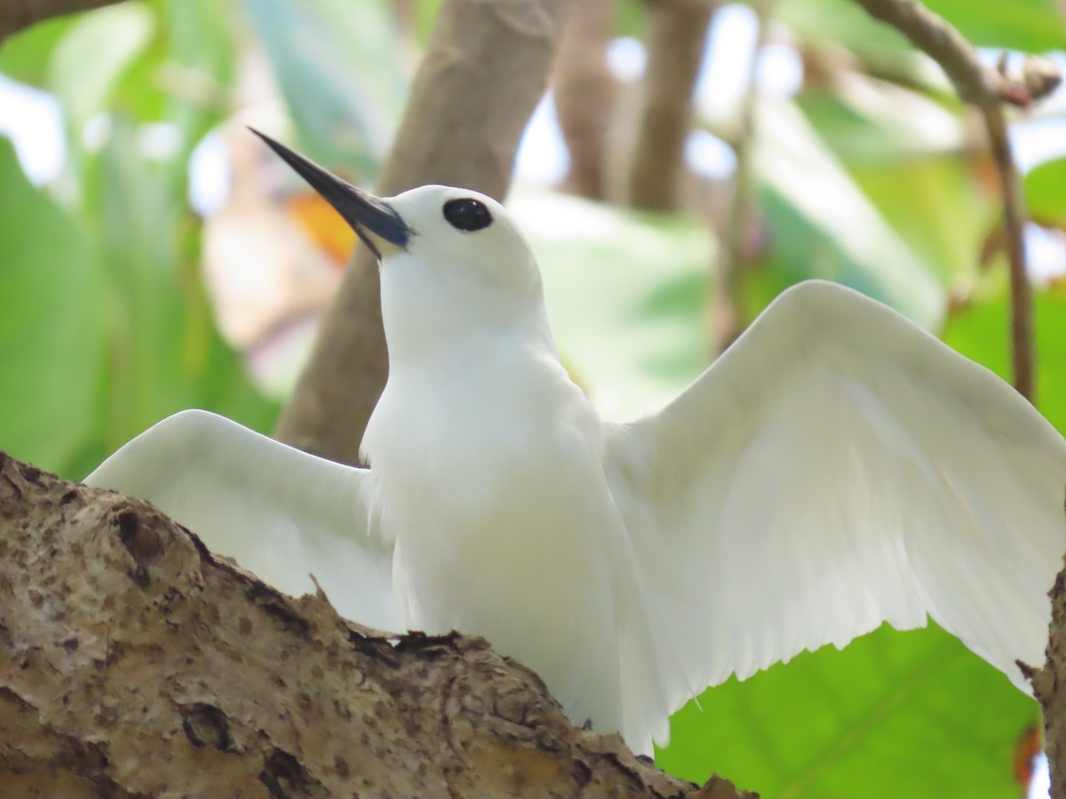 White Tern - ML611030061