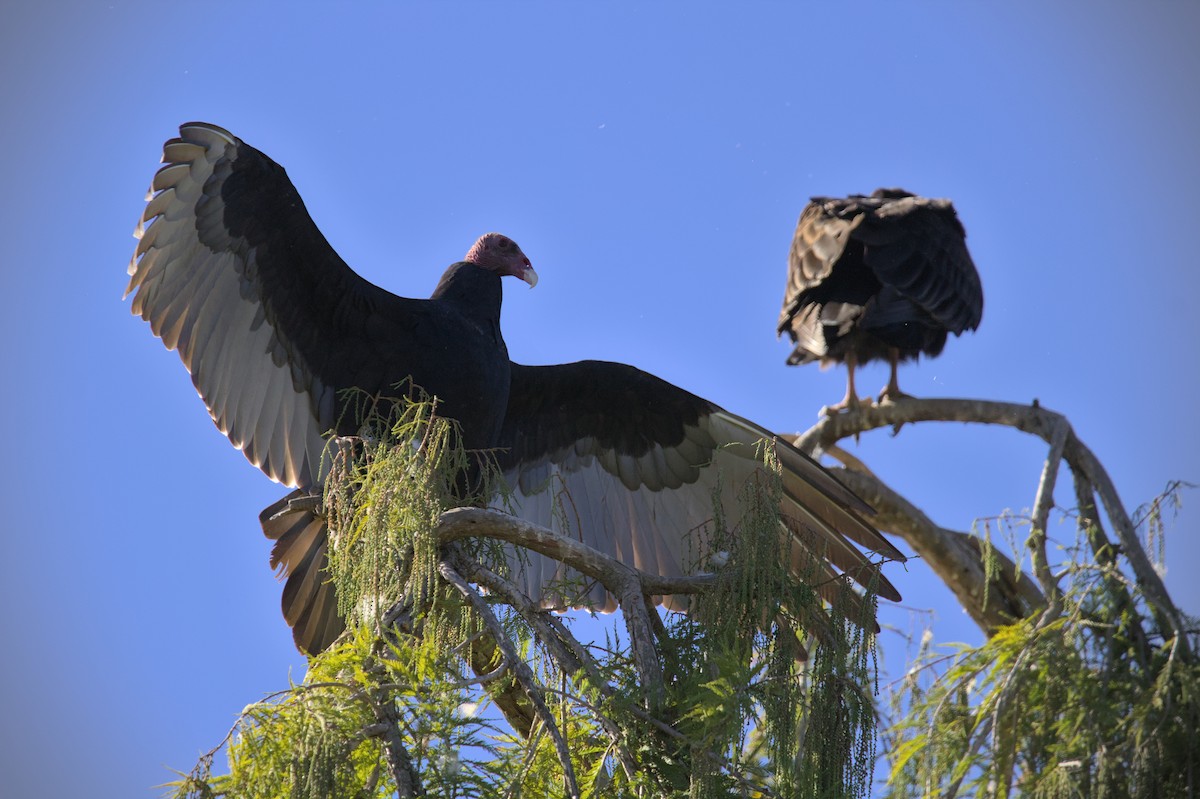 Turkey Vulture - Melissa Petullo