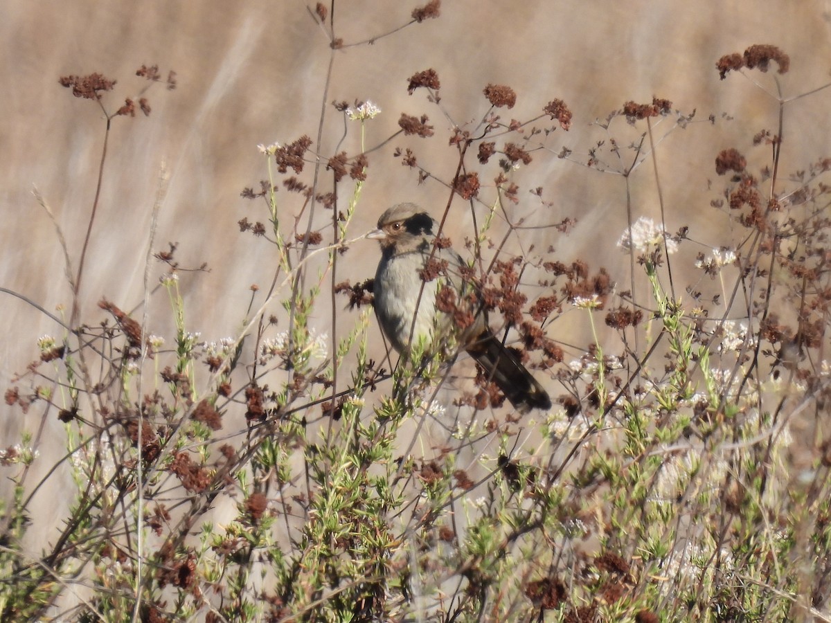 California Towhee - ML611030176