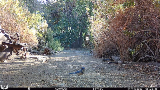 Varied Thrush - ML611030189