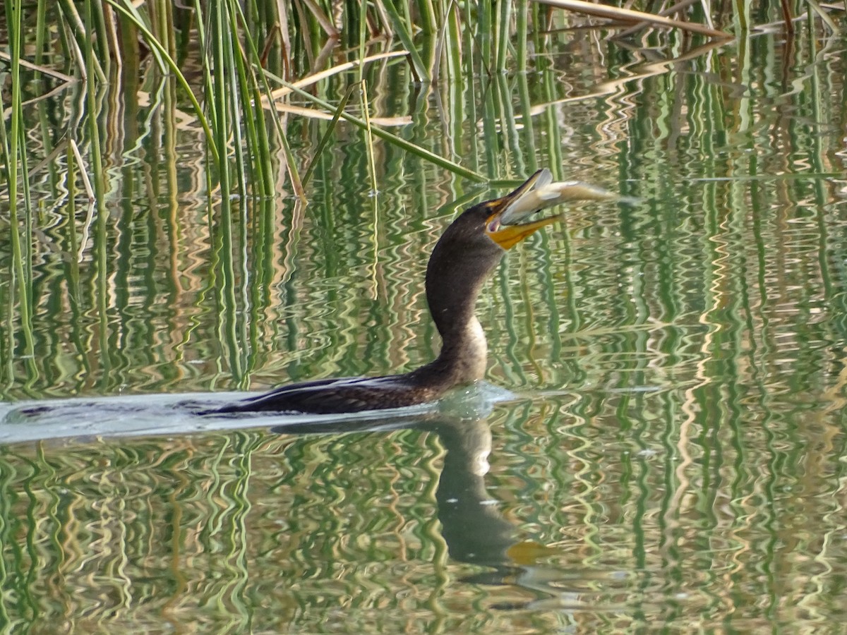 Double-crested Cormorant - ML611030226