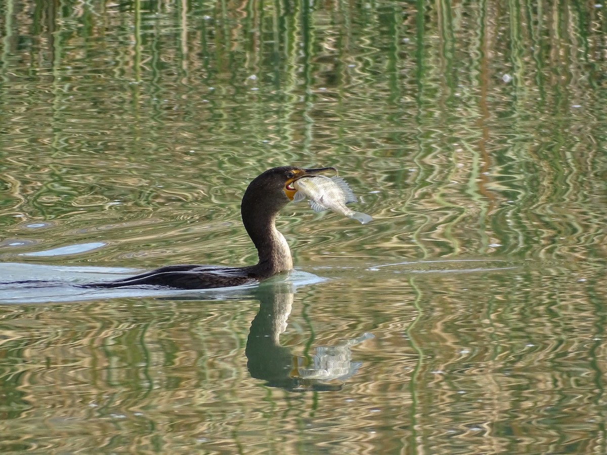 Double-crested Cormorant - ML611030235