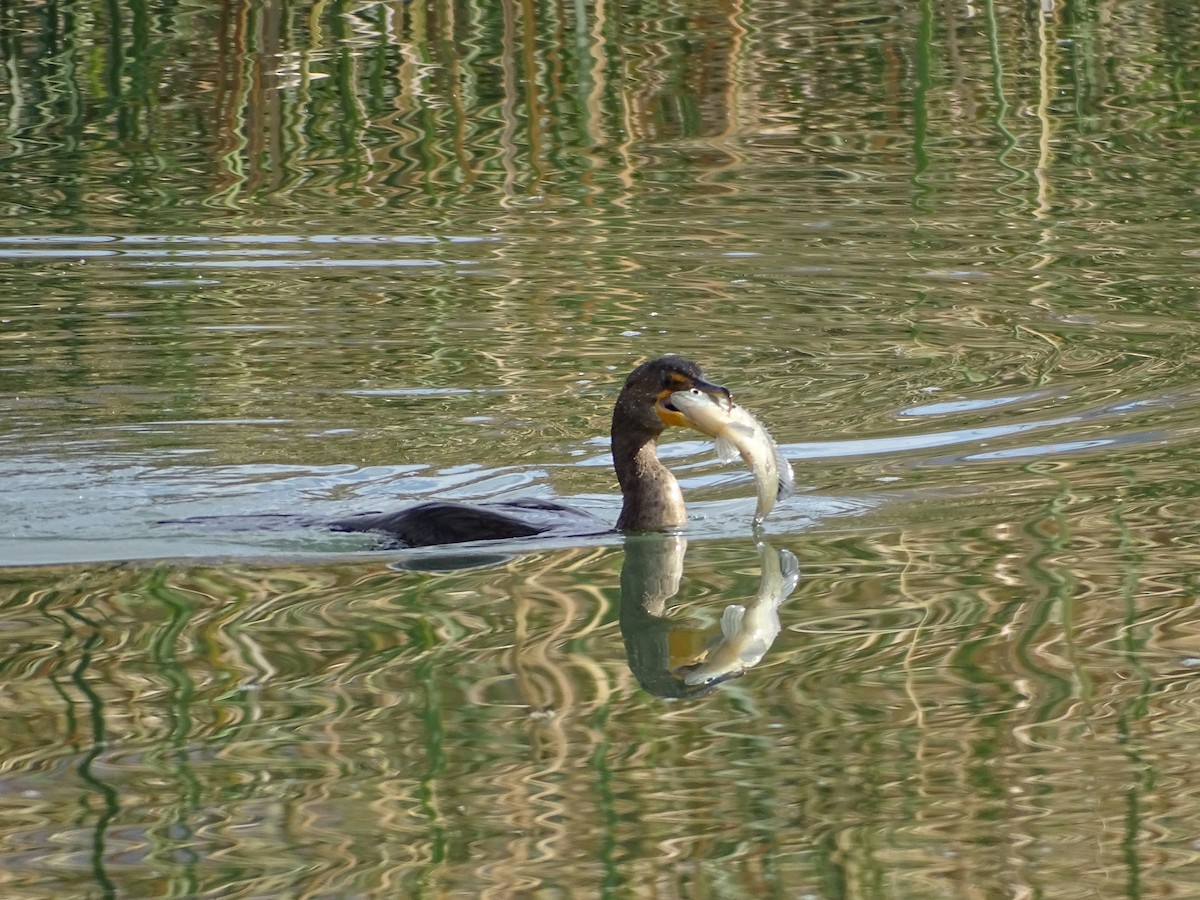 Double-crested Cormorant - ML611030236