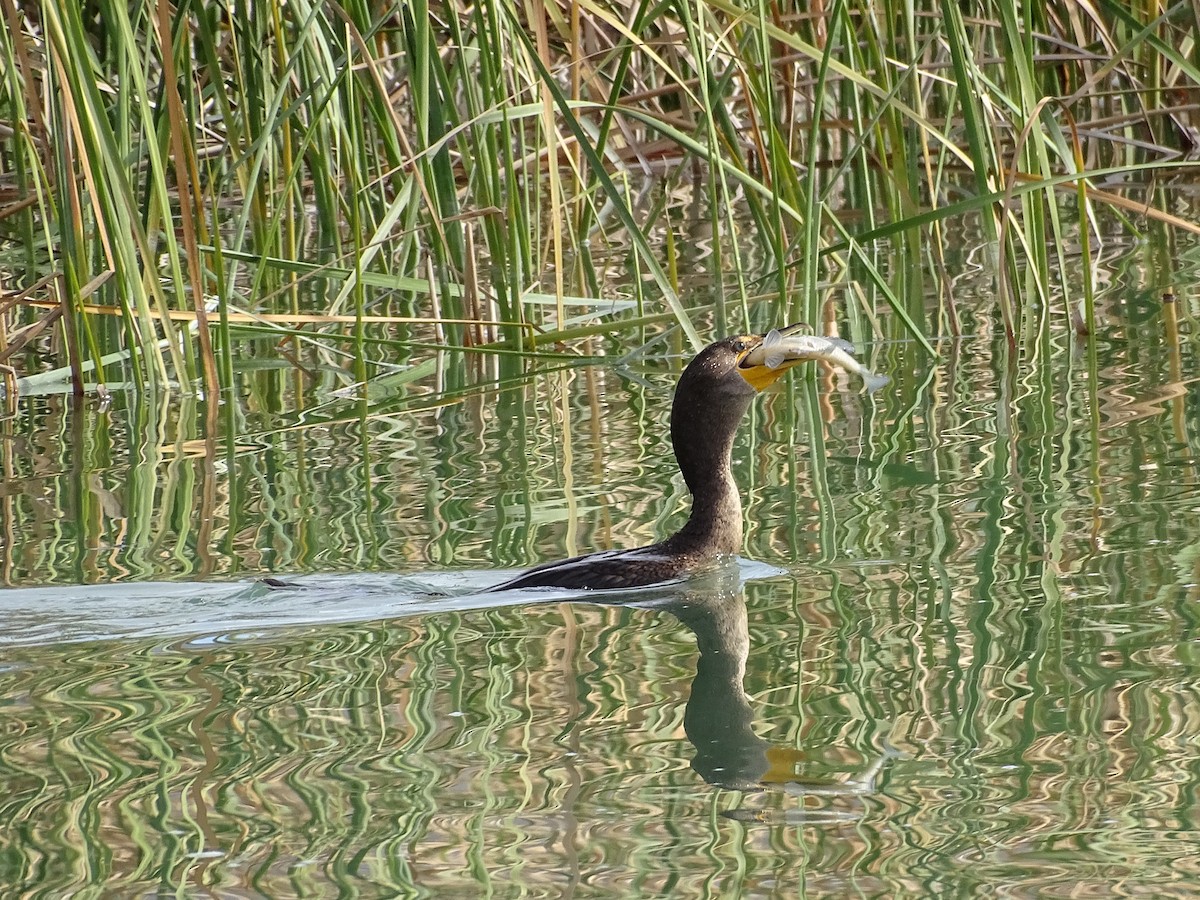 Double-crested Cormorant - ML611030237