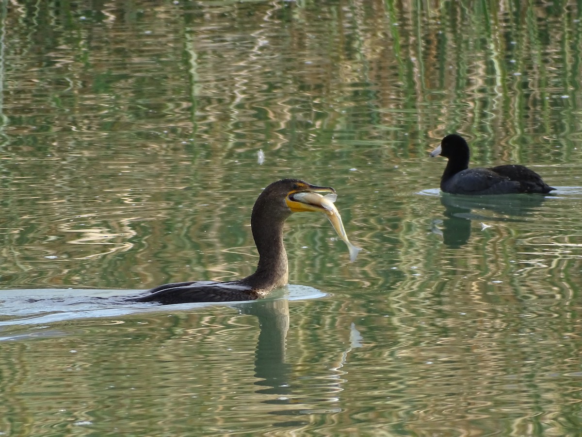 Double-crested Cormorant - ML611030238