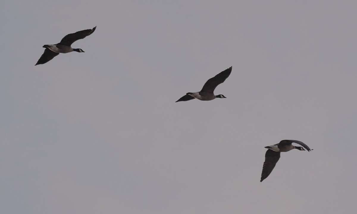 Cackling Goose (Aleutian) - Paul Fenwick