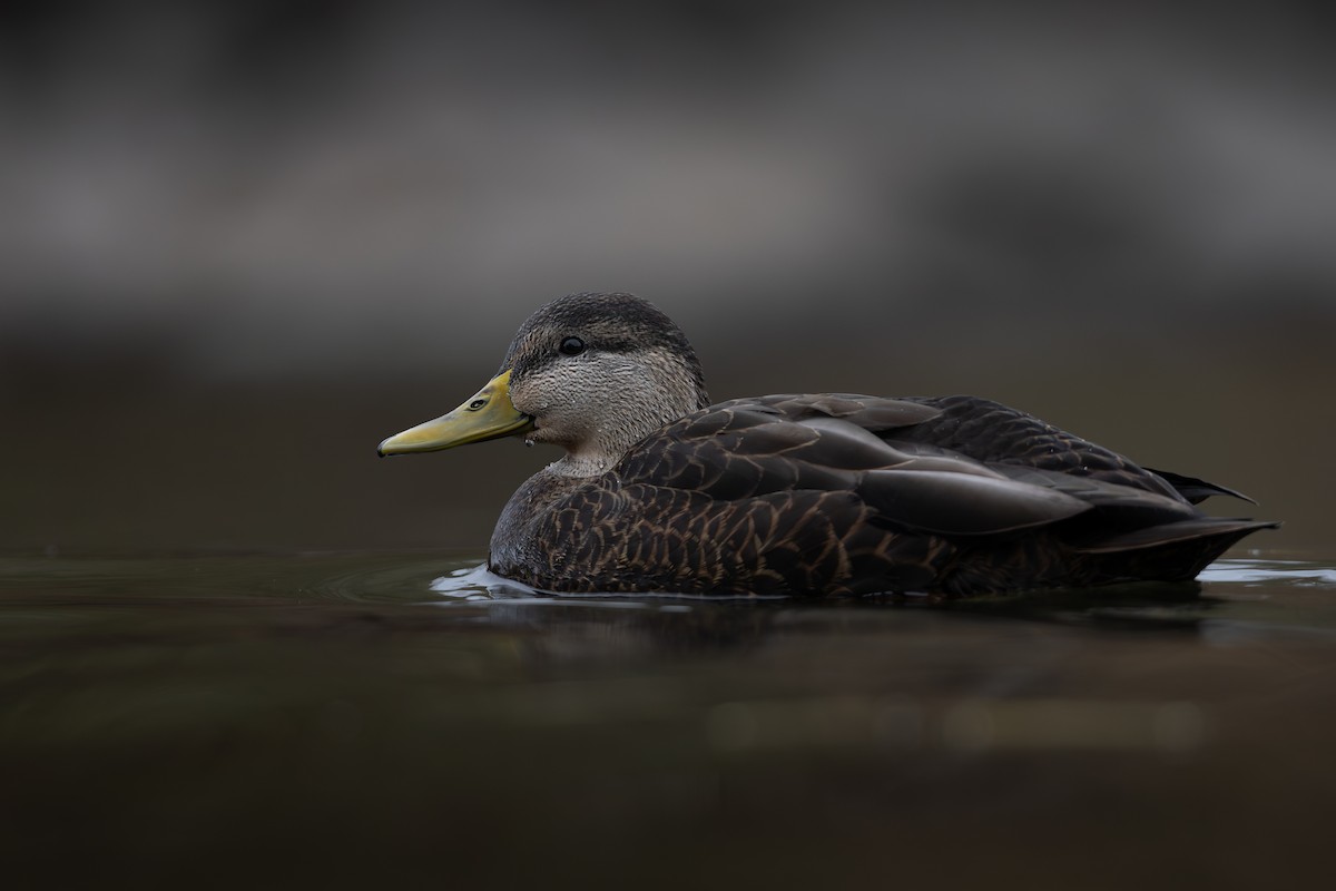 American Black Duck - ML611030457