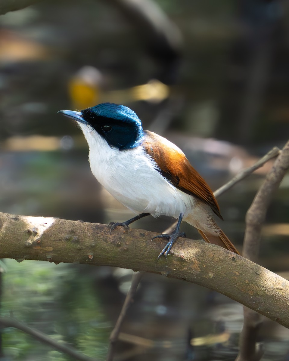 Shining Flycatcher - ML611030472