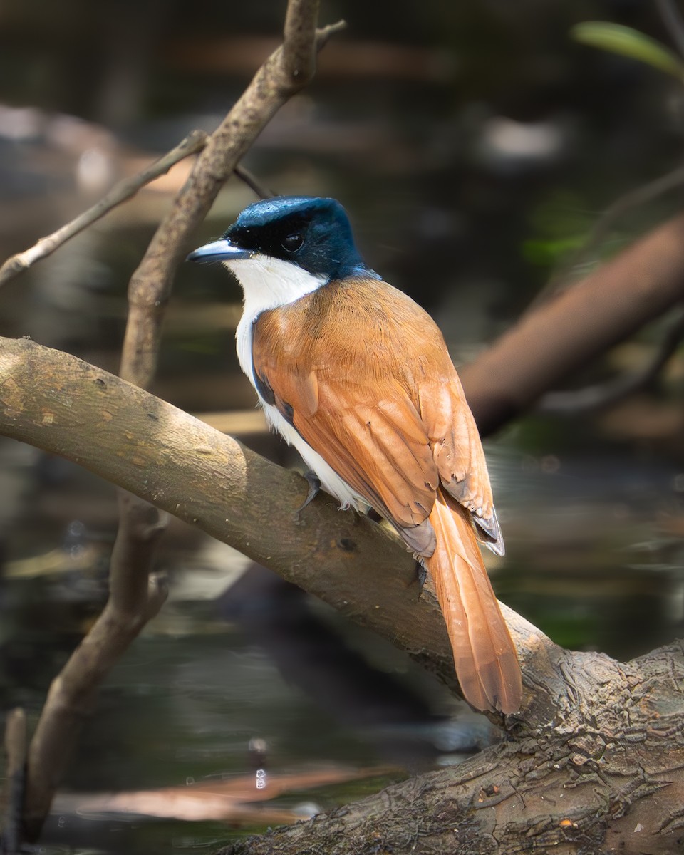 Shining Flycatcher - ML611030473