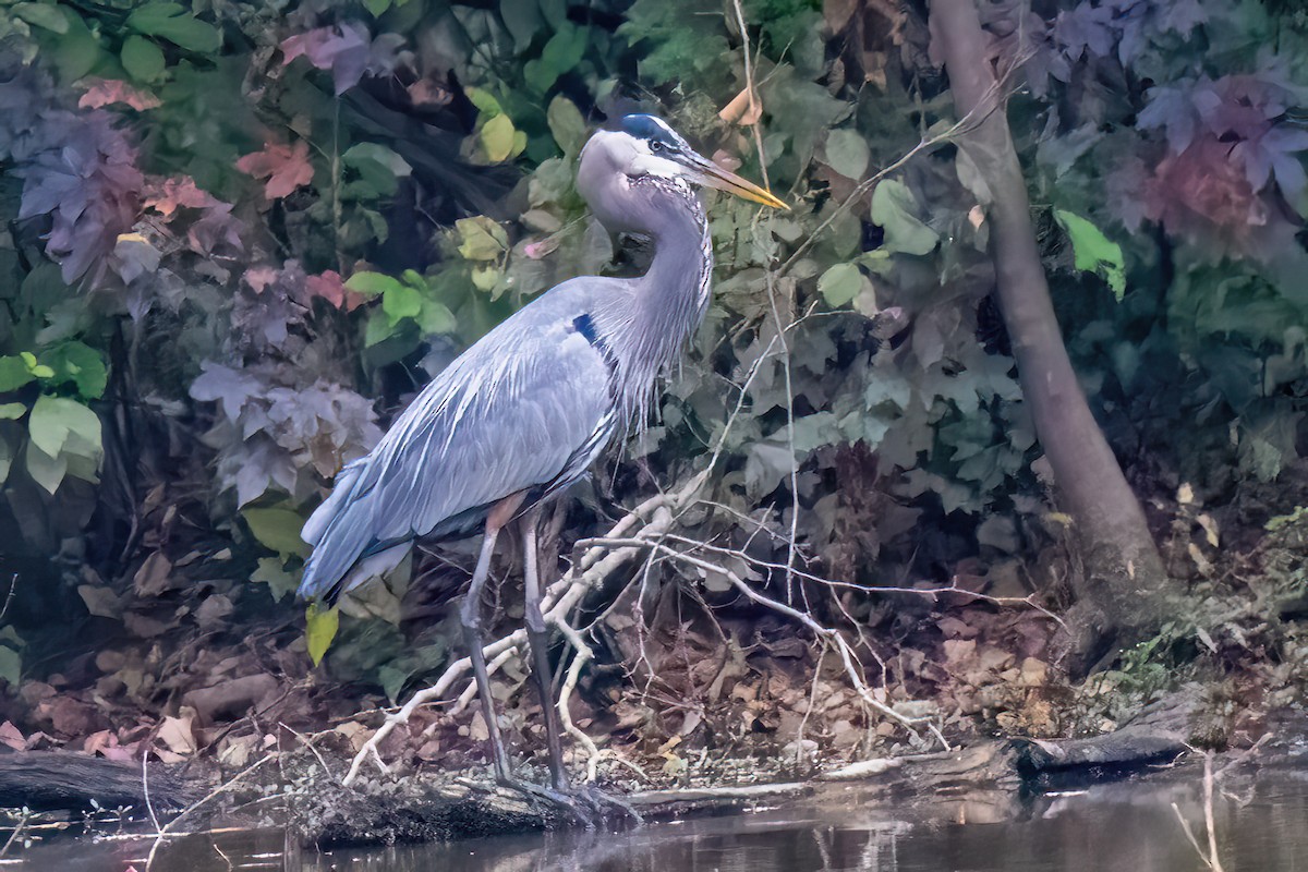 Great Blue Heron - ML611030589