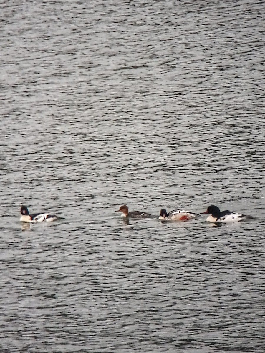 Red-breasted Merganser - ML611030619