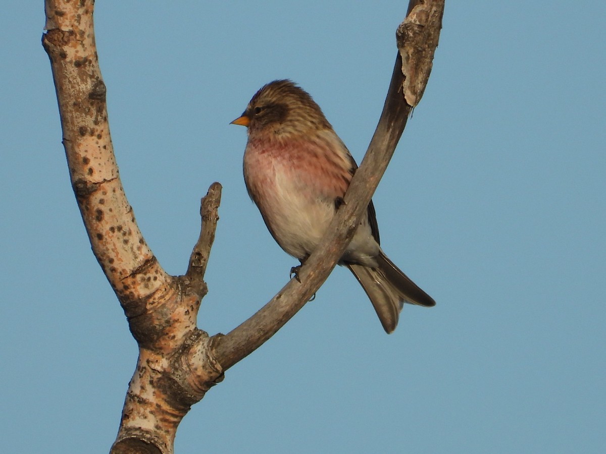 Common Redpoll - ML611030620