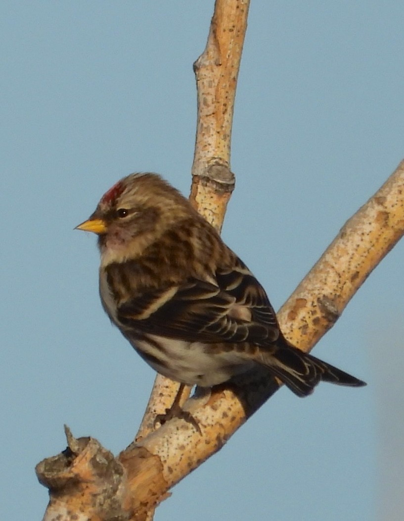 Common Redpoll - ML611030621