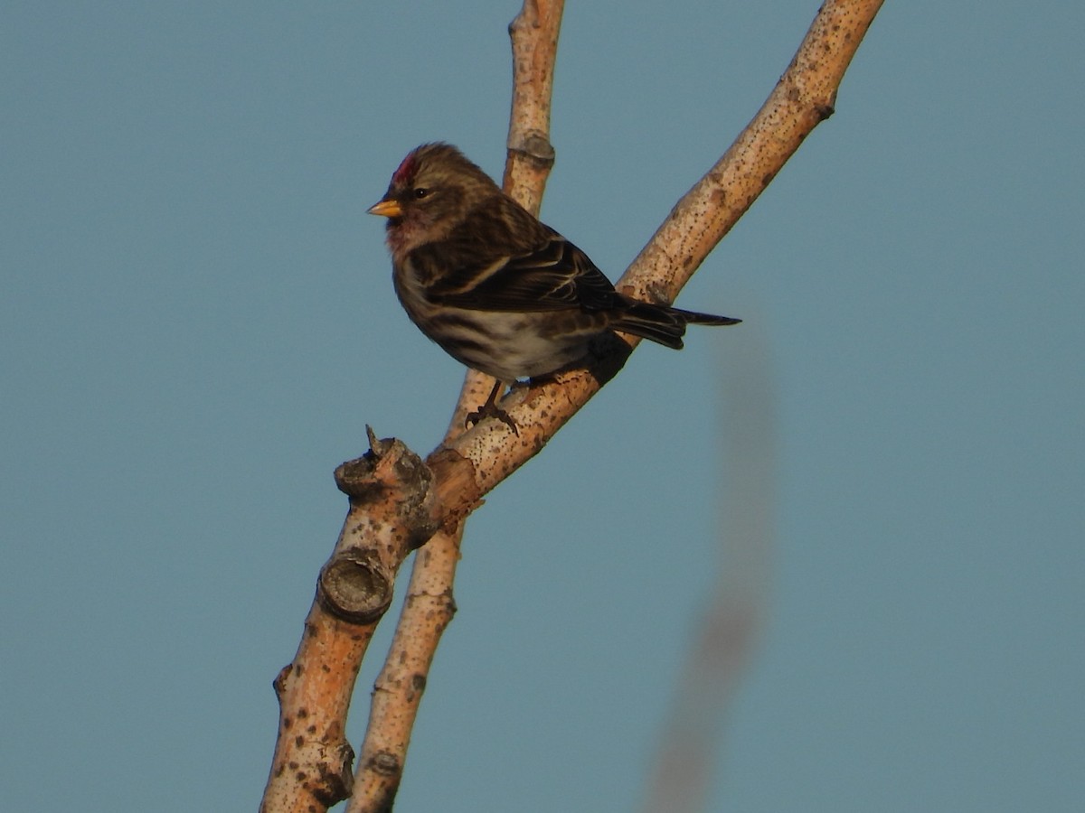 Common Redpoll - ML611030622