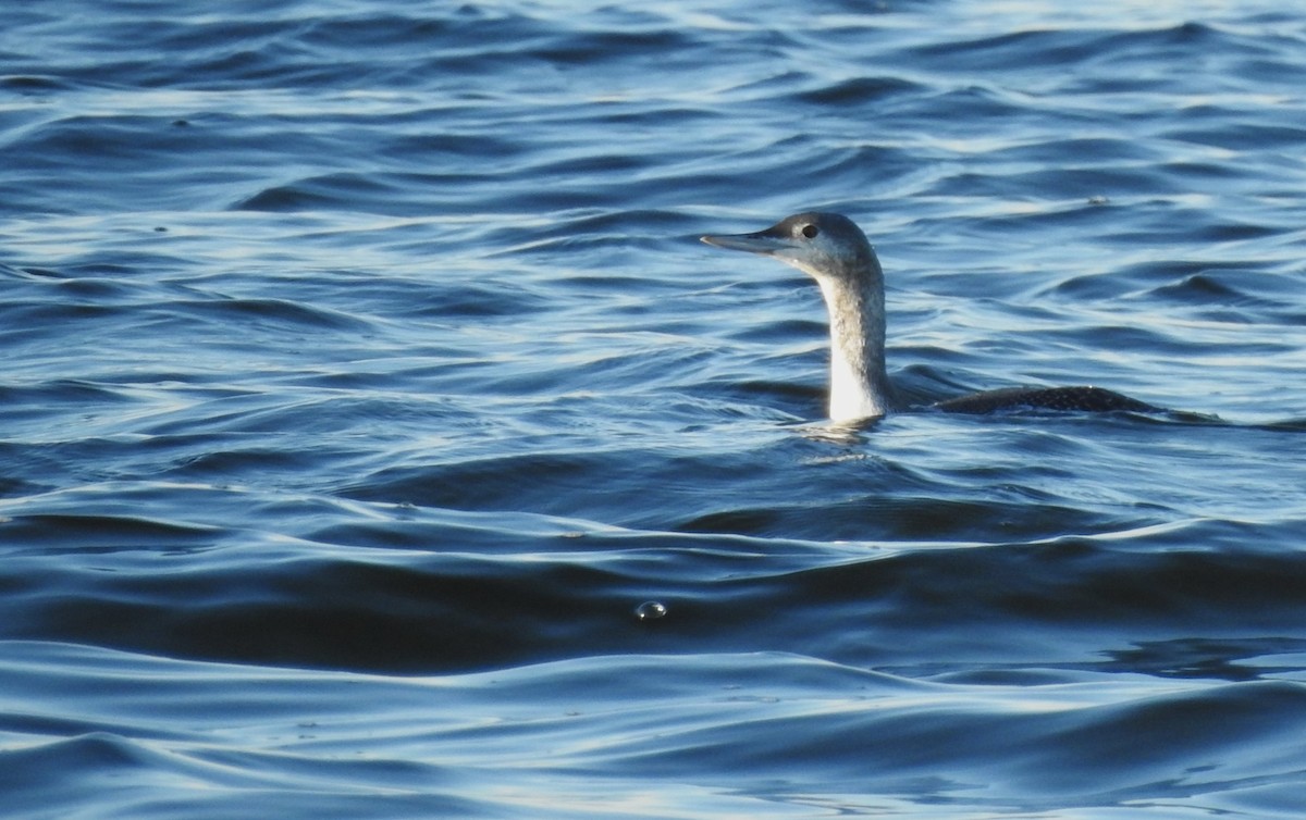 Red-throated Loon - ML611030652