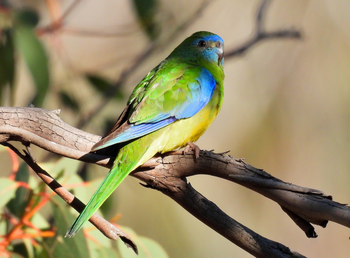 Turquoise Parrot - ML611030693