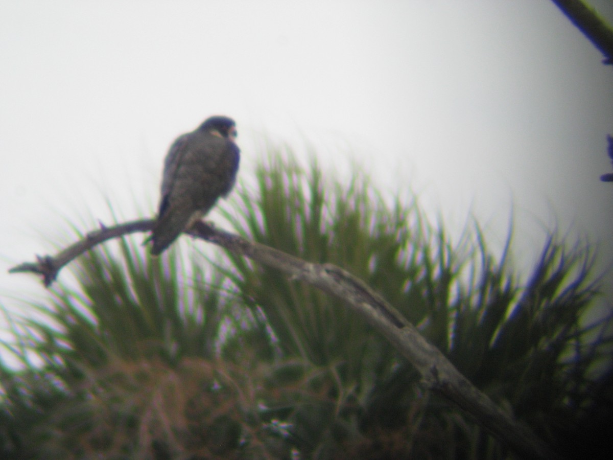 Peregrine Falcon - Cole Fredricks