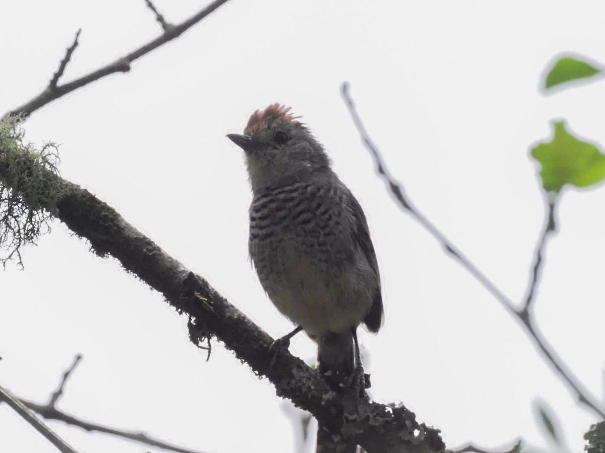 Rufous-capped Antshrike - Todd Deininger