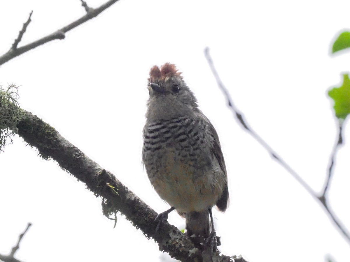 Rufous-capped Antshrike - ML611030726