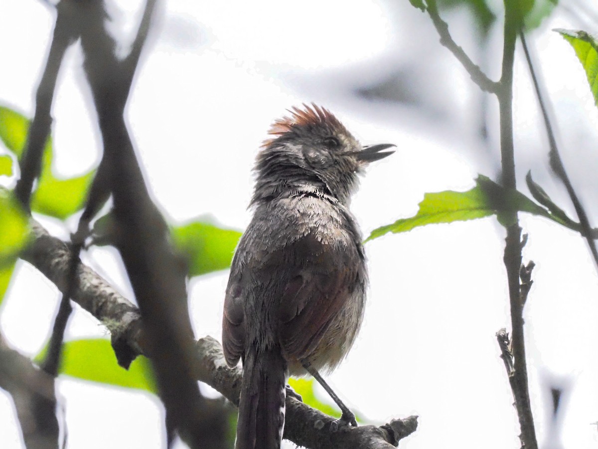 Rufous-capped Antshrike - ML611030727