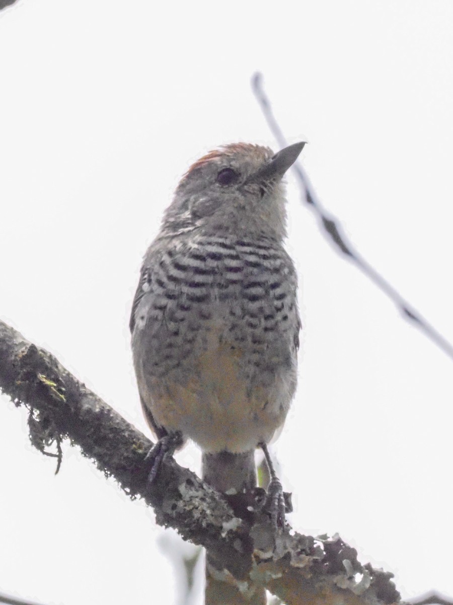 Rufous-capped Antshrike - ML611030728