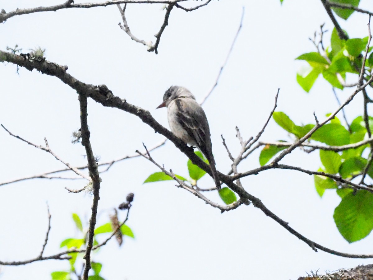 Smoke-colored Pewee - ML611030744