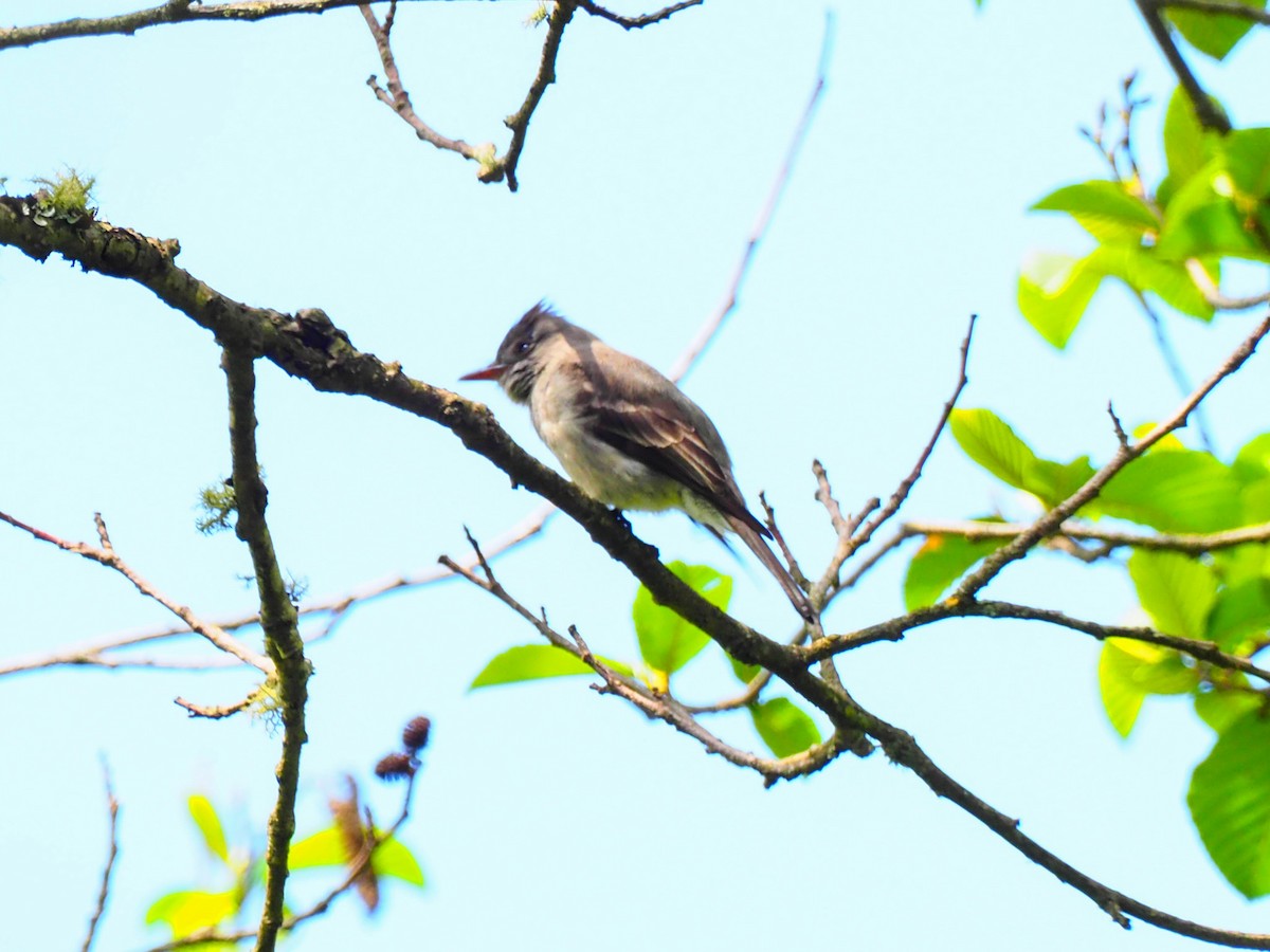 Smoke-colored Pewee - ML611030745