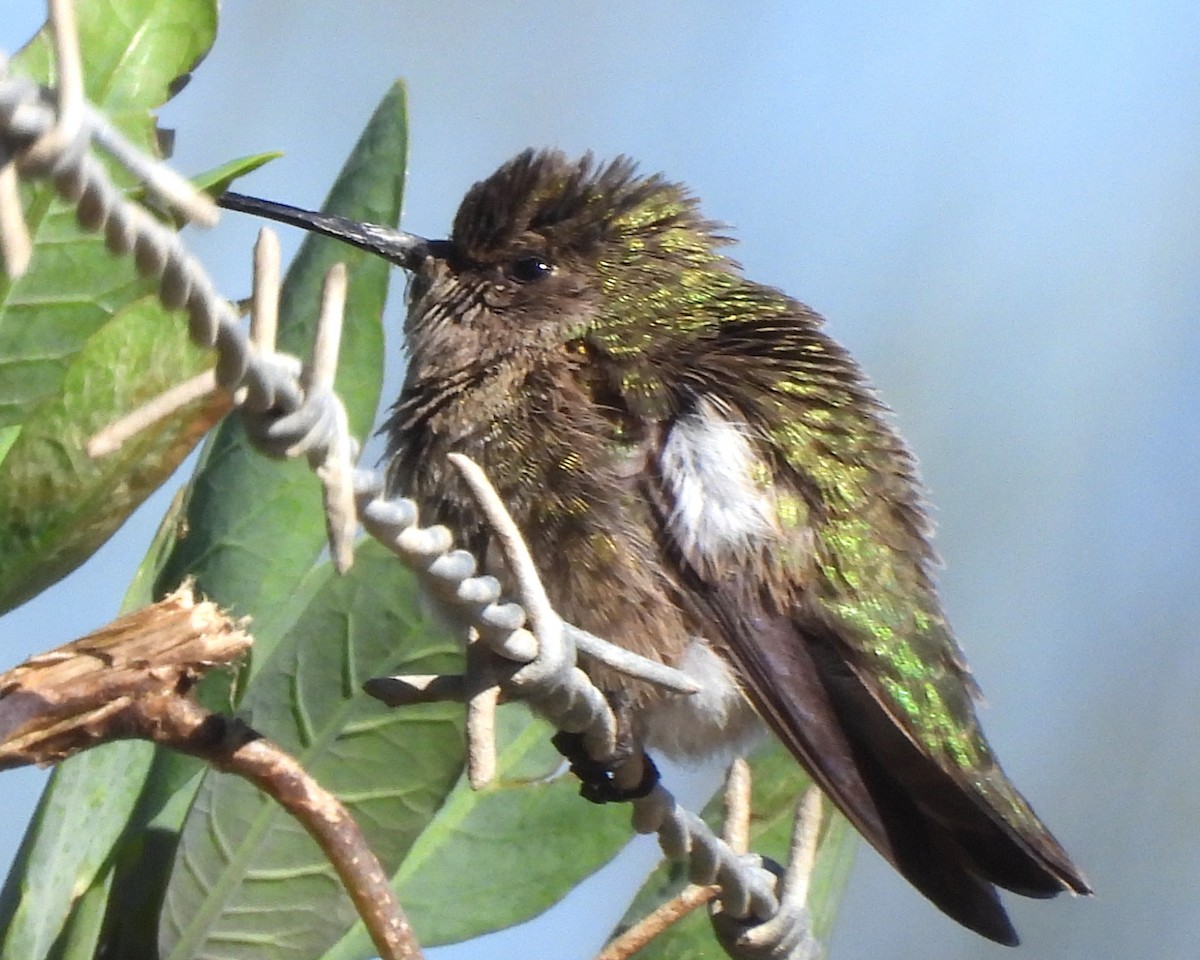 Anna's Hummingbird - ML611030760