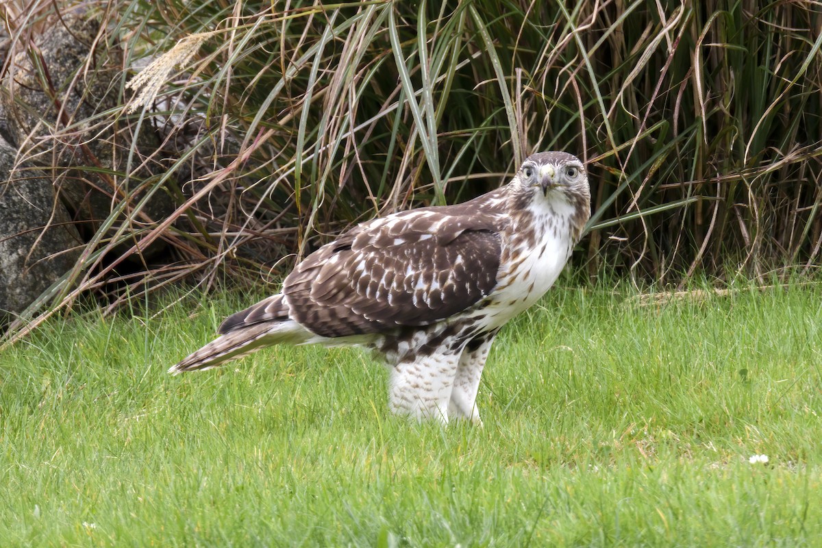 Red-tailed Hawk - ML611030850