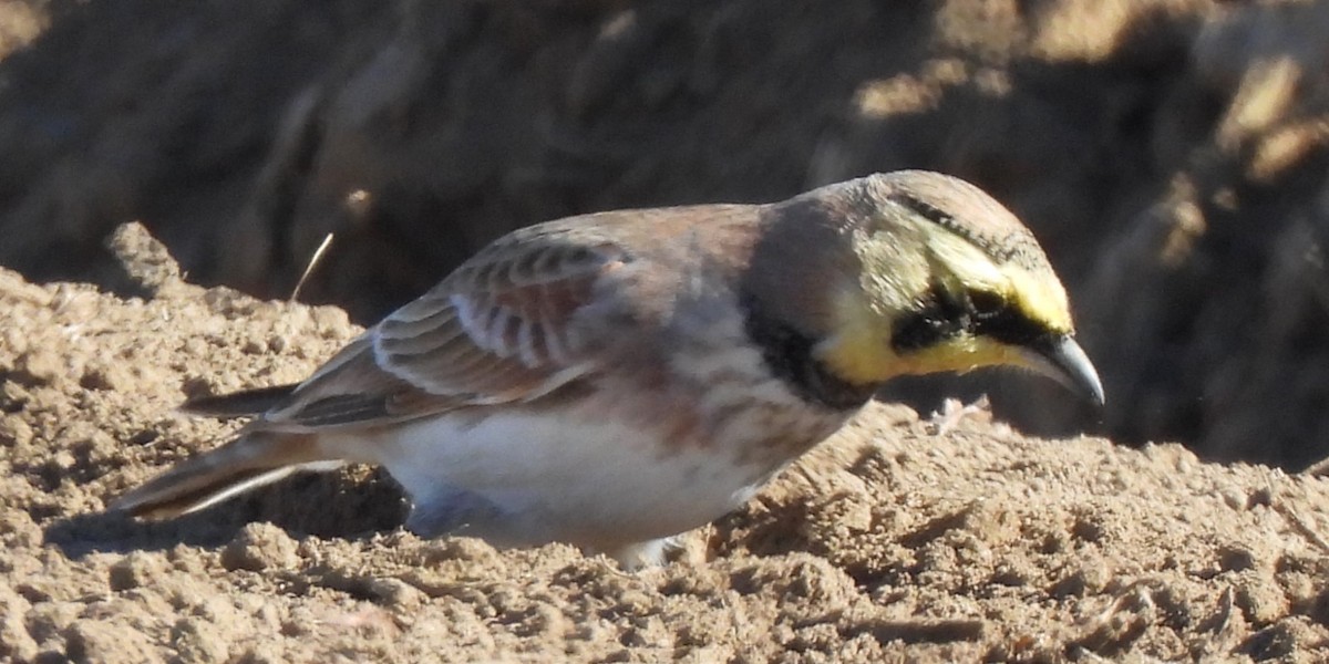 Horned Lark - ML611030866