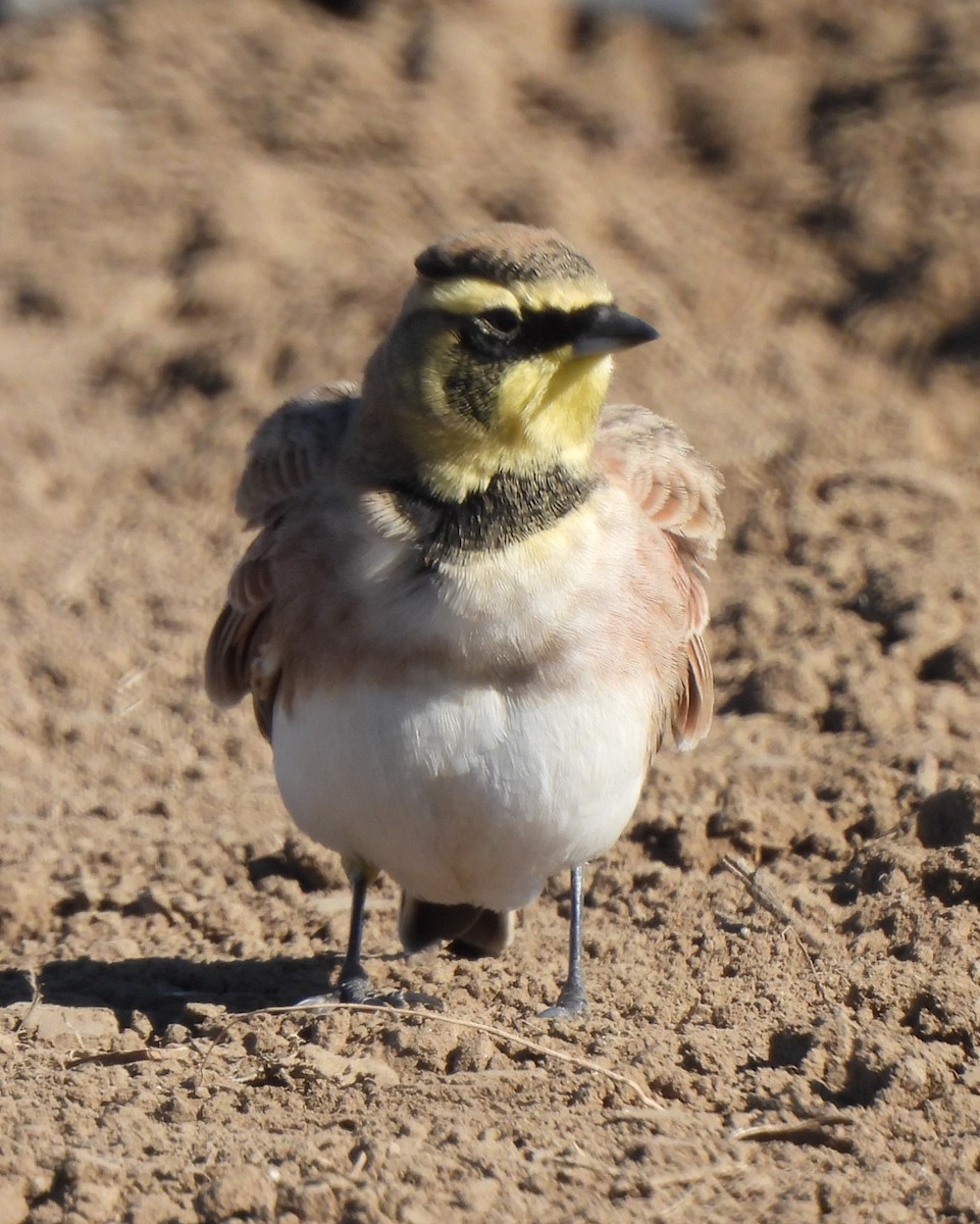 Horned Lark - ML611030867