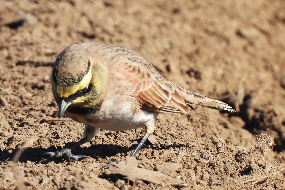 Horned Lark - ML611030873