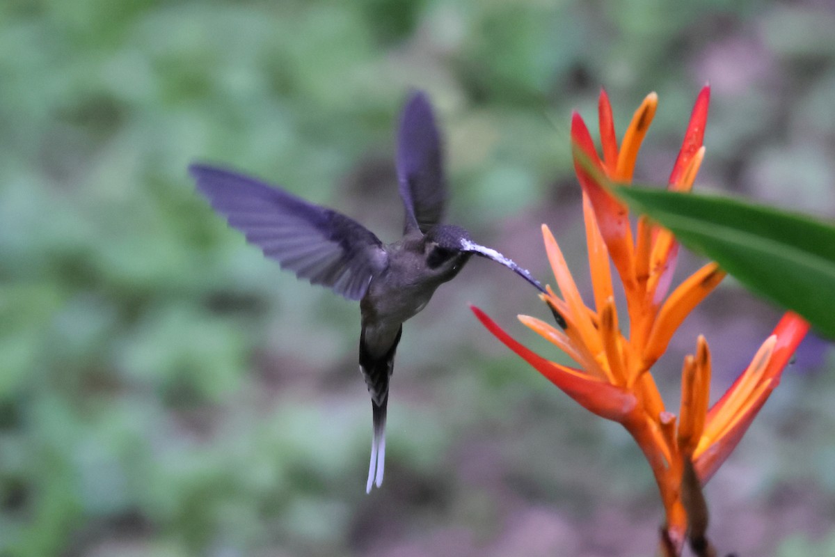 kolibřík tmavolící - ML611030887