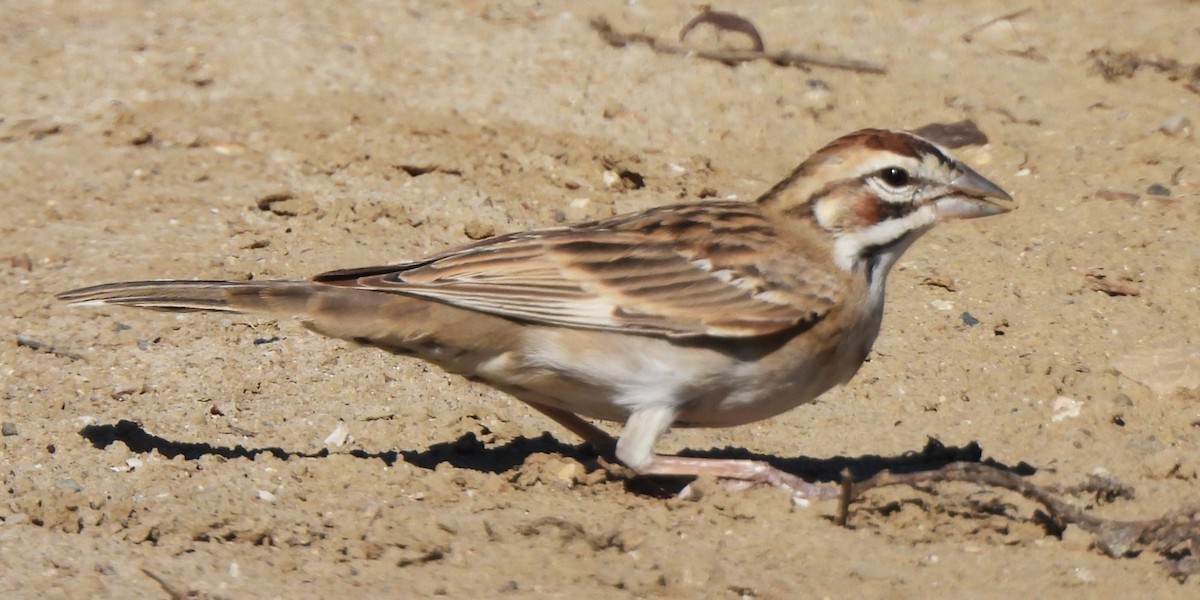 Lark Sparrow - ML611030890