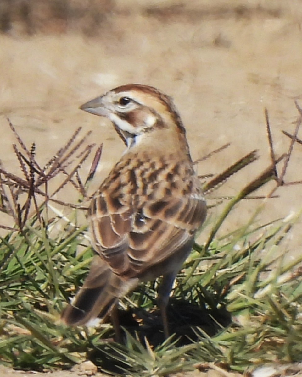 Lark Sparrow - ML611030899