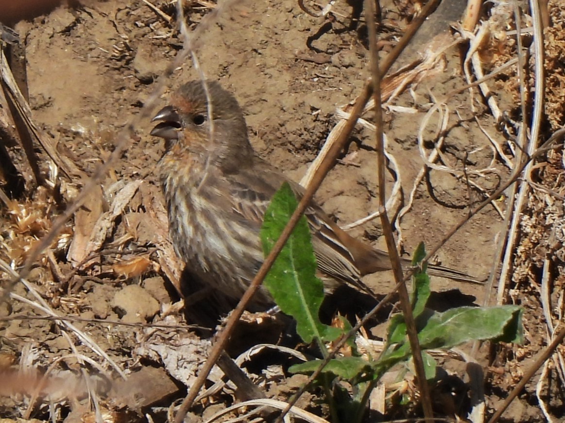 House Finch - Michael I Christie