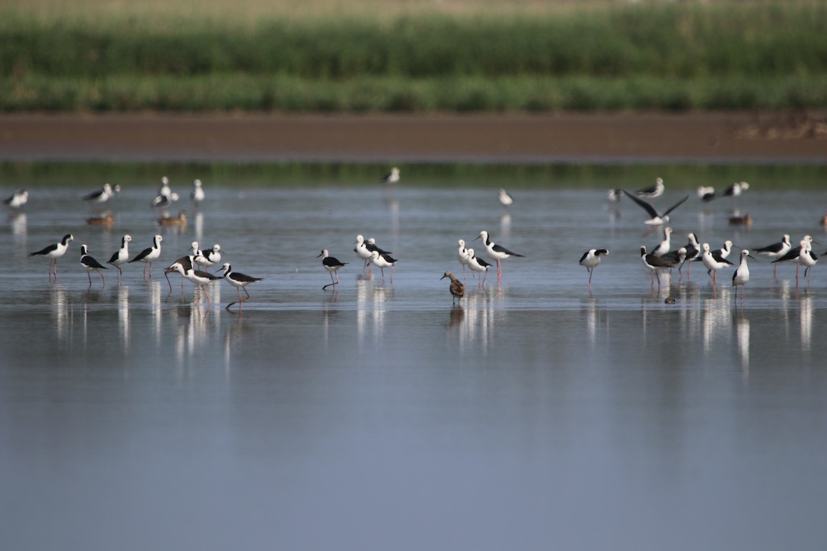 Pied Stilt - Vikki Pentecost