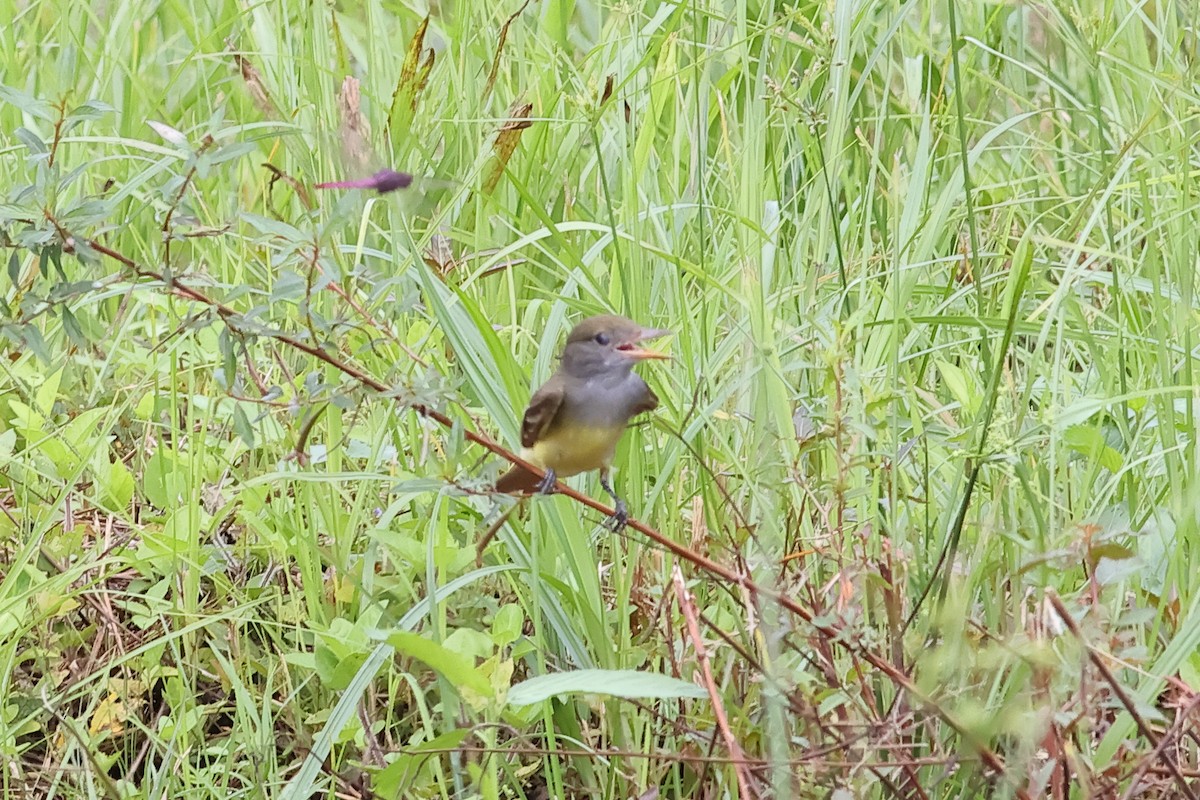 Brown-crested Flycatcher - ML611031034