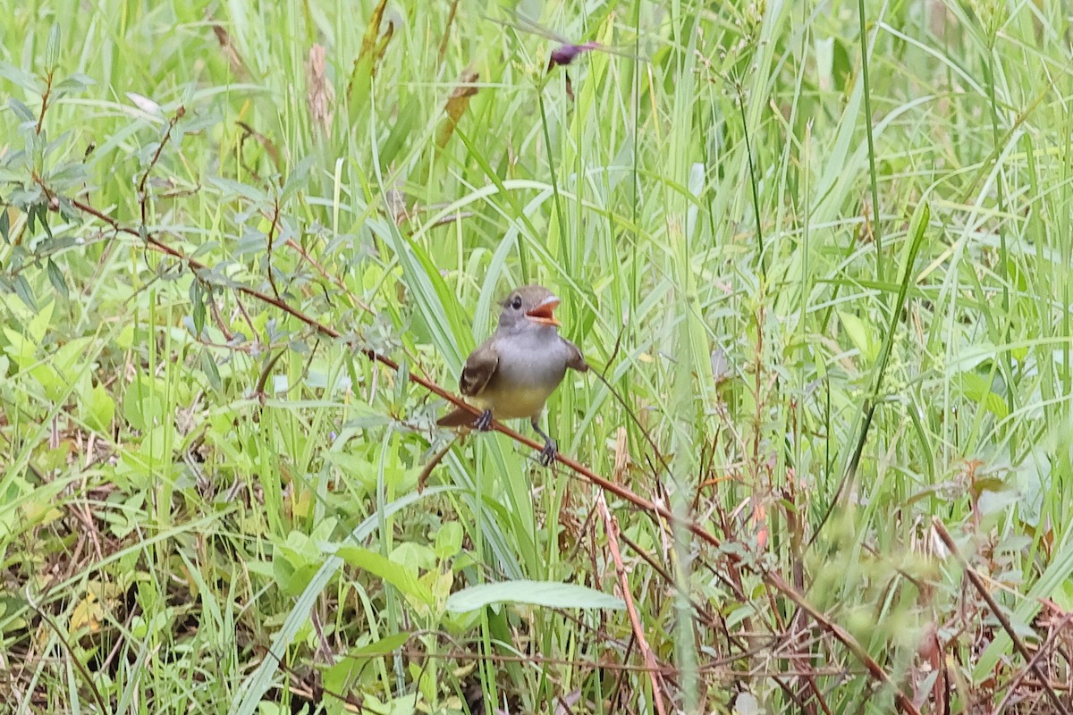 Brown-crested Flycatcher - John Mercer